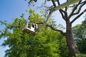 Tree Care Industry